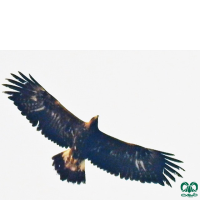 گونه عقاب طلایی Golden Eagle